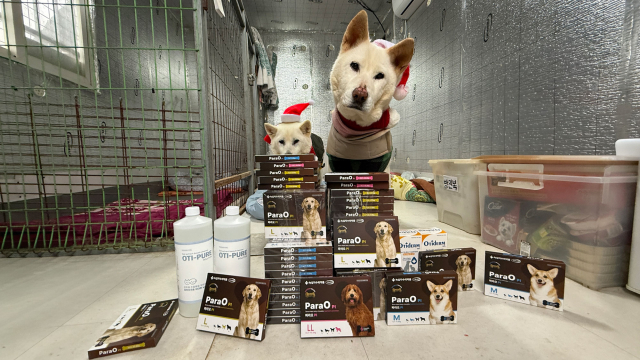 보호소에 도착한 크리스마스 선물. 녹십자수의약품이 유기견들의 건강을 위해 심장사상충 예방약을 포함한 약품들을 유기동물 보호단체 ‘행동하는 동물사랑’에 기부했다