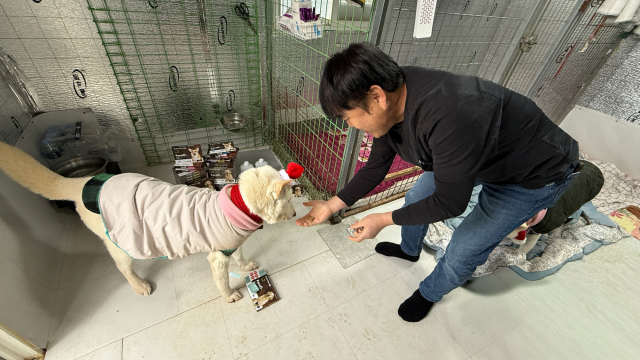 일산서구 자유로동물병원 최인학 원장이 녹십자수의약품의 먹이는 심장사상충 예방약 ‘파라오PI’를 유기견에게 처방하고 있다