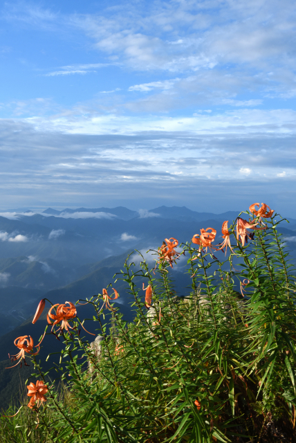 대둔산 나리꽃(ⓒ고홍곤)