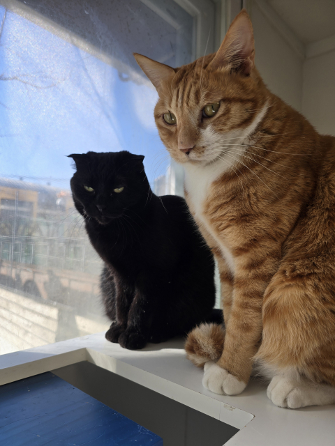 사단법인 나비야사랑해에서 보호 중인 고양이가 창밖을 보고 있다