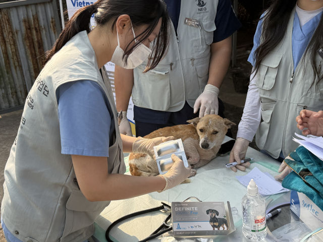 전남대학교 수의과대학 해외봉사단 NEO의 단원들이 베트남 현지 반려동물들의 심장사상충 예방을 위해 접종 준비를 하고 있다(사진=전남대학교 수의과대학 NEO)