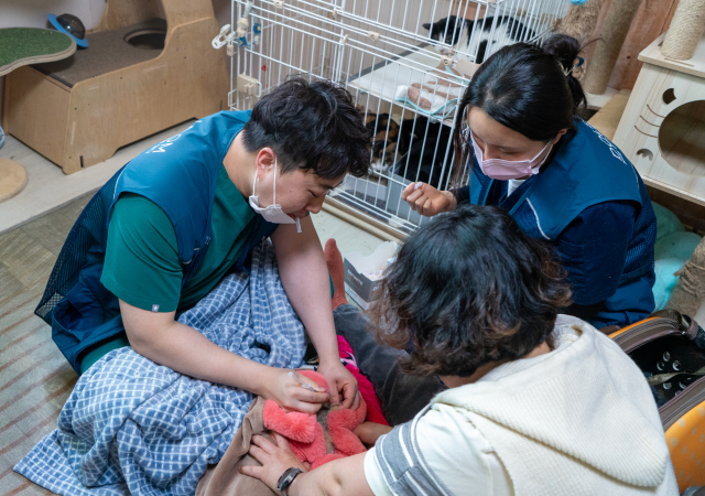 돌봄동물병원 이인용 치과원장이 유기고양이 동물의료봉사를 하고 있다