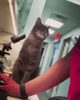 It's time to get distracted and devote time to your cats