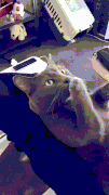 How to calm down a cat for a while