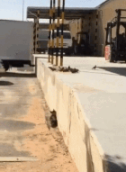 Little cat is successful in hunting