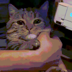 Sad cat
